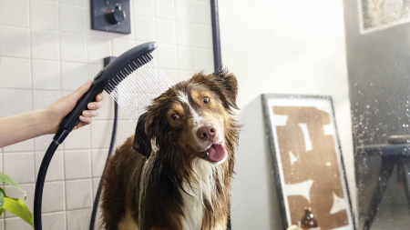 Ручной душ для собак Hansgrohe DogShower 3jet 26640540 бирюзовая фото