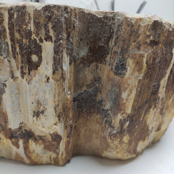 Накладная раковина из окаменелого дерева Fossil Basin OD-01285 (41*35*15) фото