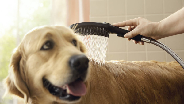 Ручной душ для собак Hansgrohe DogShower 26640670 черный матовый фото