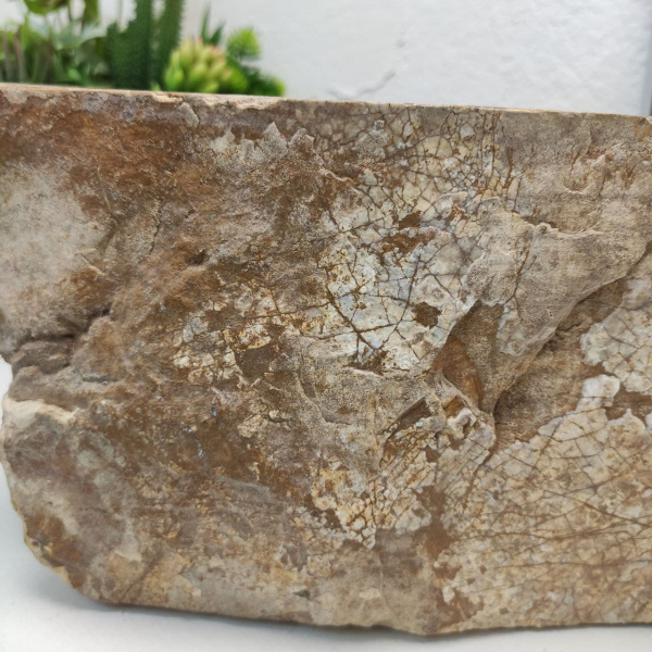 Накладная раковина из окаменелого дерева Fossil Basin OD-01243 (58*36*15) фото