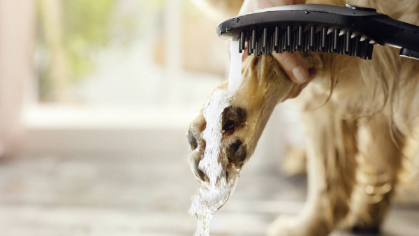 Ручной душ для собак Hansgrohe DogShower 26640670 черный матовый фото