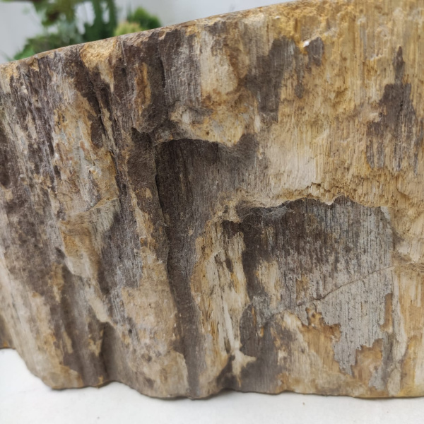 Накладная раковина из окаменелого дерева Fossil Basin OD-01369 (55*44*15) фото