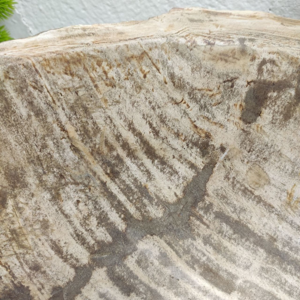 Накладная раковина из окаменелого дерева Fossil Basin OD-01305 (57*44*14) фото