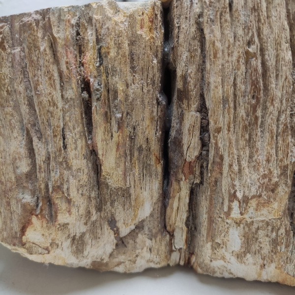 Накладная раковина из окаменелого дерева Fossil Basin OD-01287 (60*44*15) фото